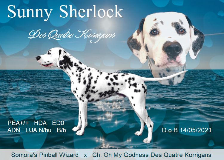 Sunny sherlock Des Quatre Korrigans