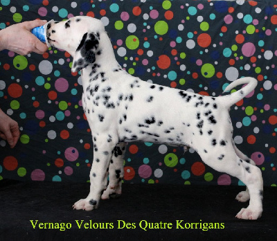 Vernago Velours Des Quatre Korrigans