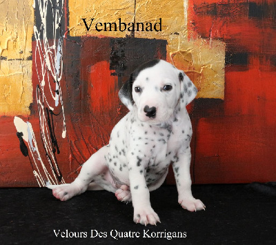 Vembanad Velours Des Quatre Korrigans