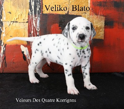 Veliko Blato Velours Des Quatre Korrigans