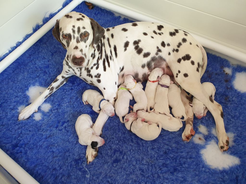 chiot Dalmatien Des Quatre Korrigans