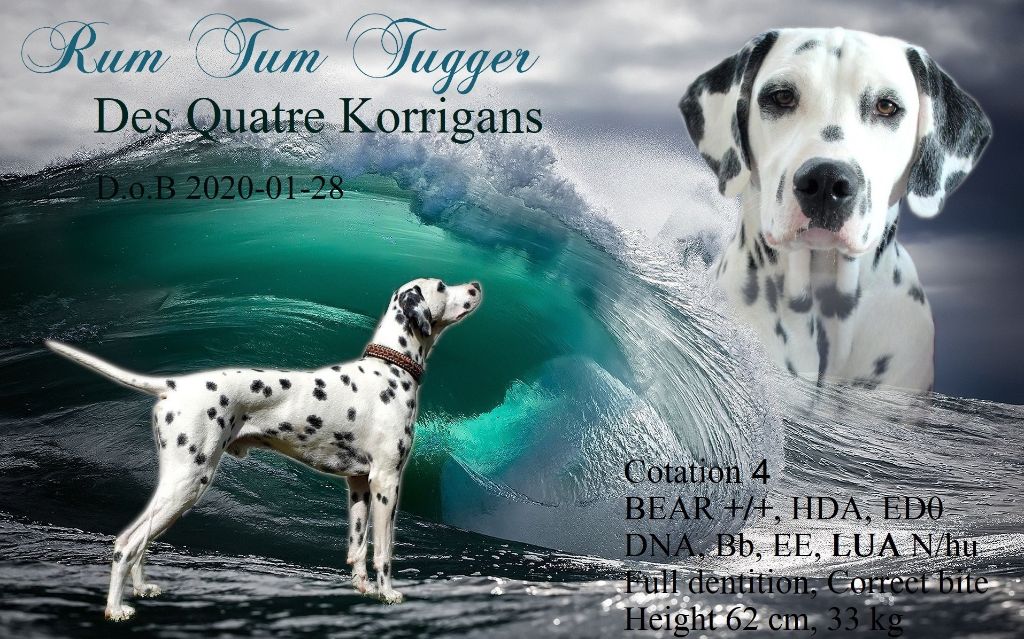 Rum tum tugger Des Quatre Korrigans