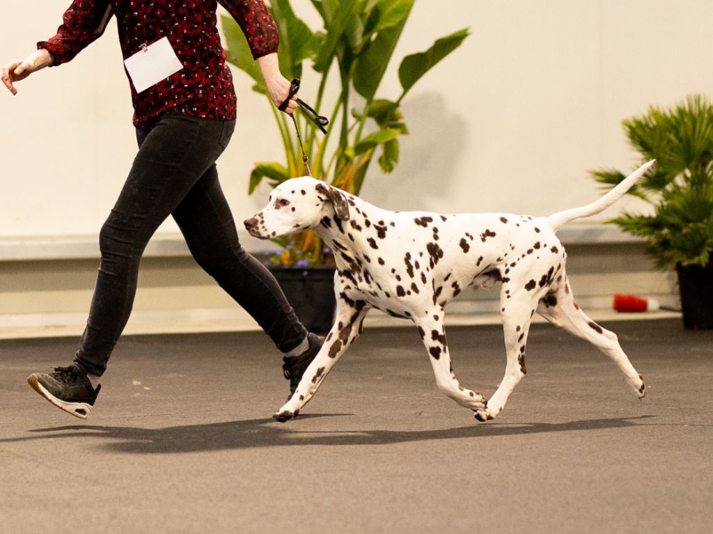 Tajumulco trésor Des Quatre Korrigans