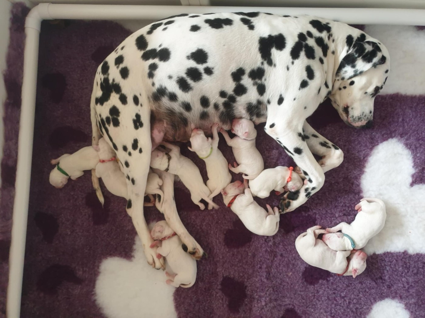 Des Quatre Korrigans - Naissances des chiots de Nessy et Albus