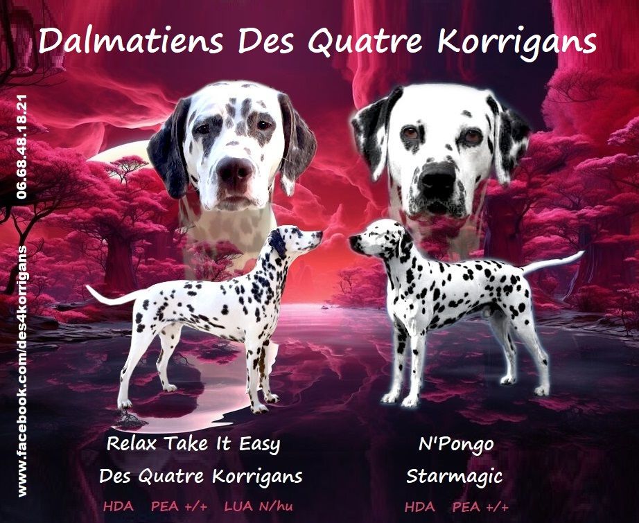 Des Quatre Korrigans - Bientôt les naissances