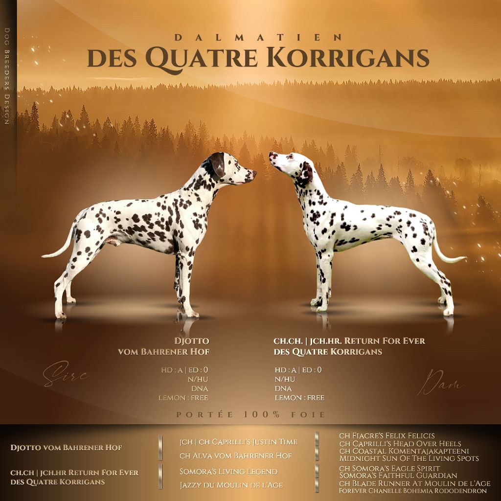 Des Quatre Korrigans - Dalmatien - Portée née le 06/09/2022