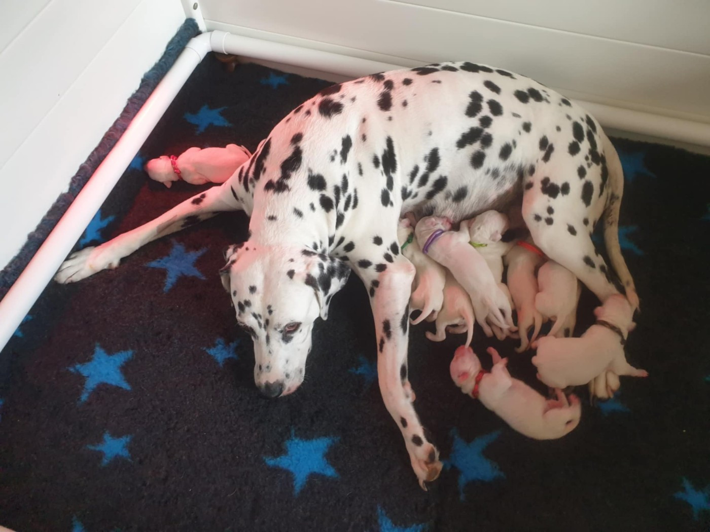Chiot Dalmatien Des Quatre Korrigans