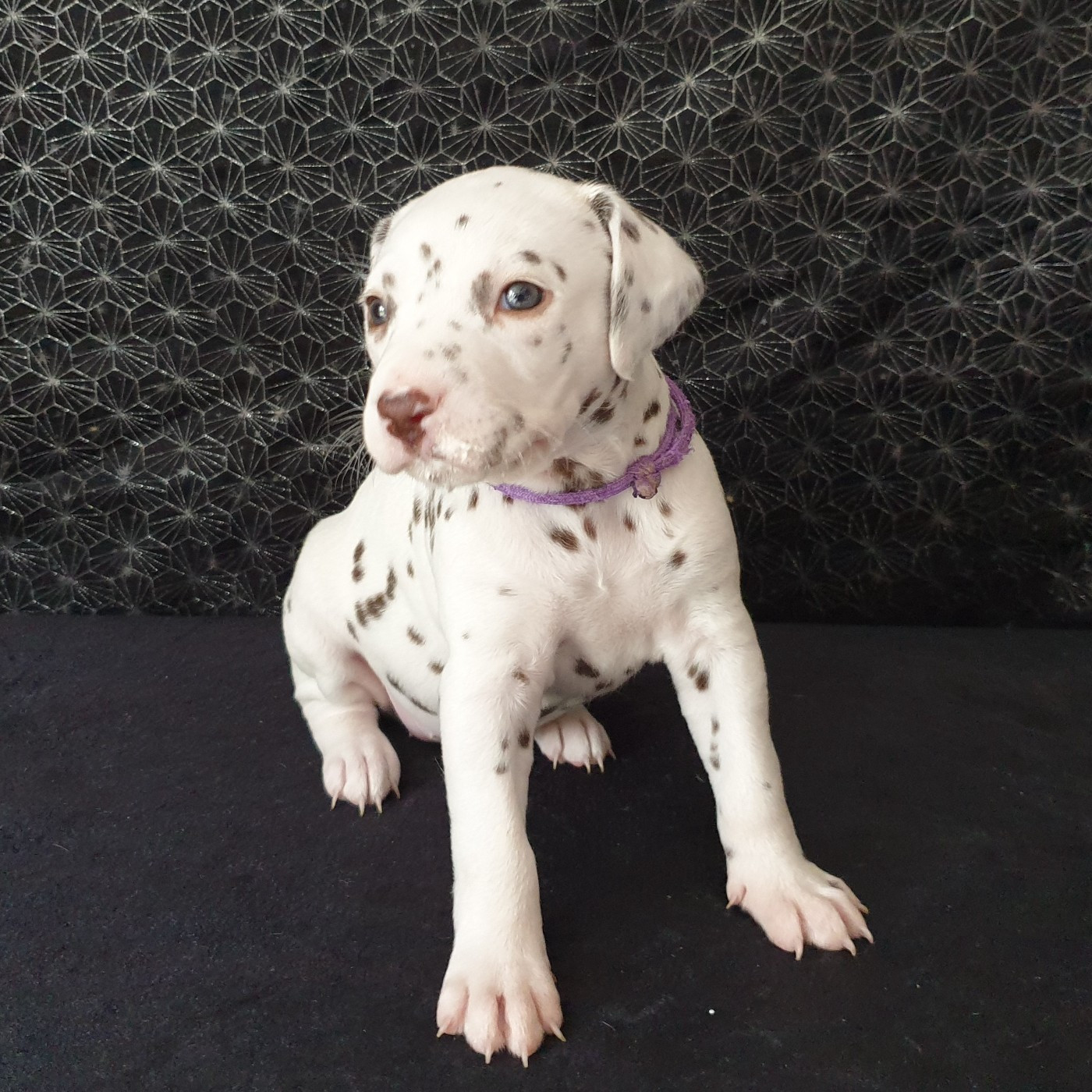Des Quatre Korrigans - Chiots disponibles - Dalmatien