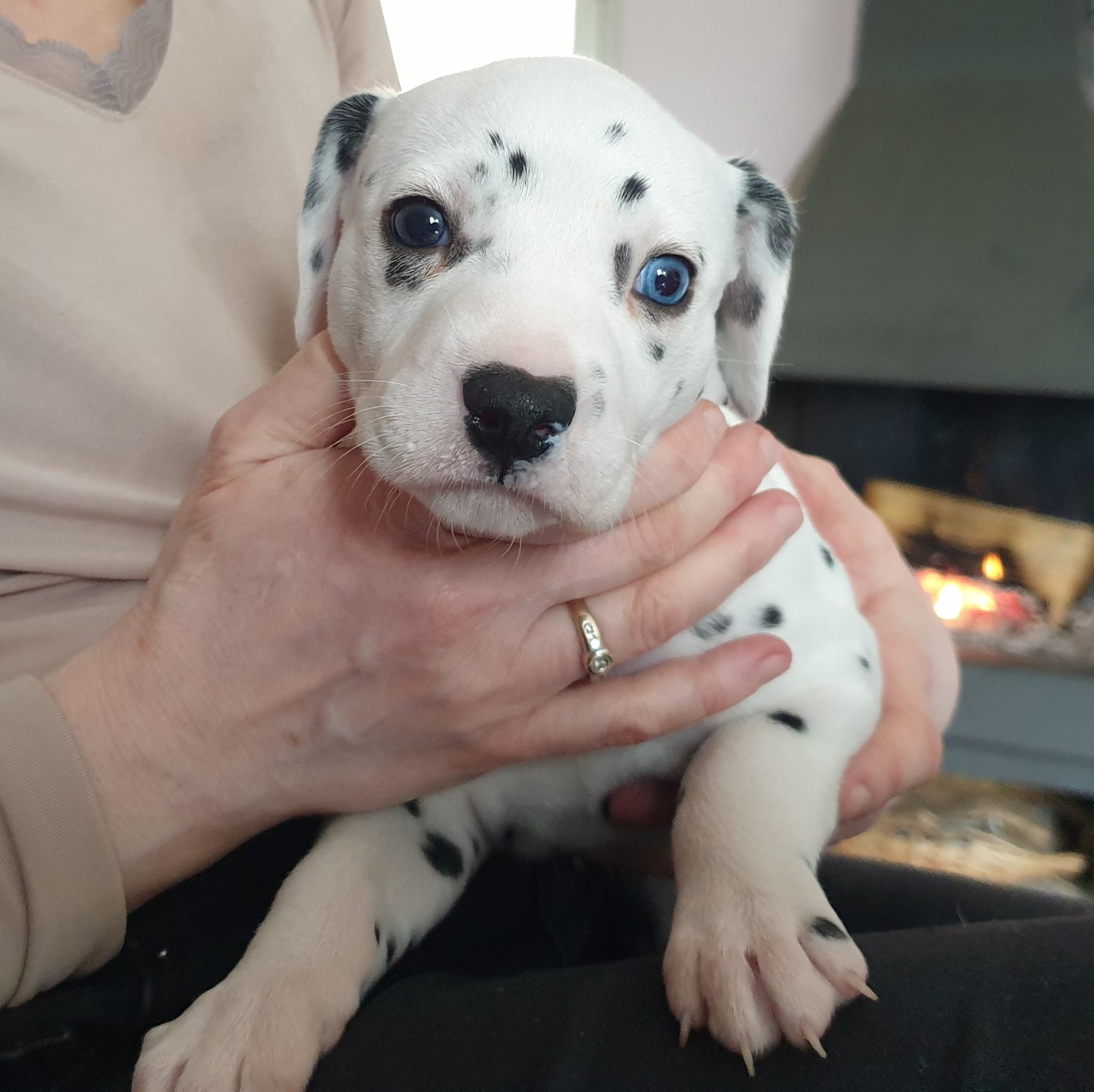 Des Quatre Korrigans - Chiots disponibles - Dalmatien