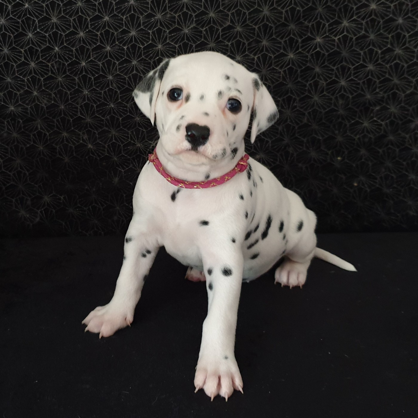 Des Quatre Korrigans - Chiots disponibles - Dalmatien