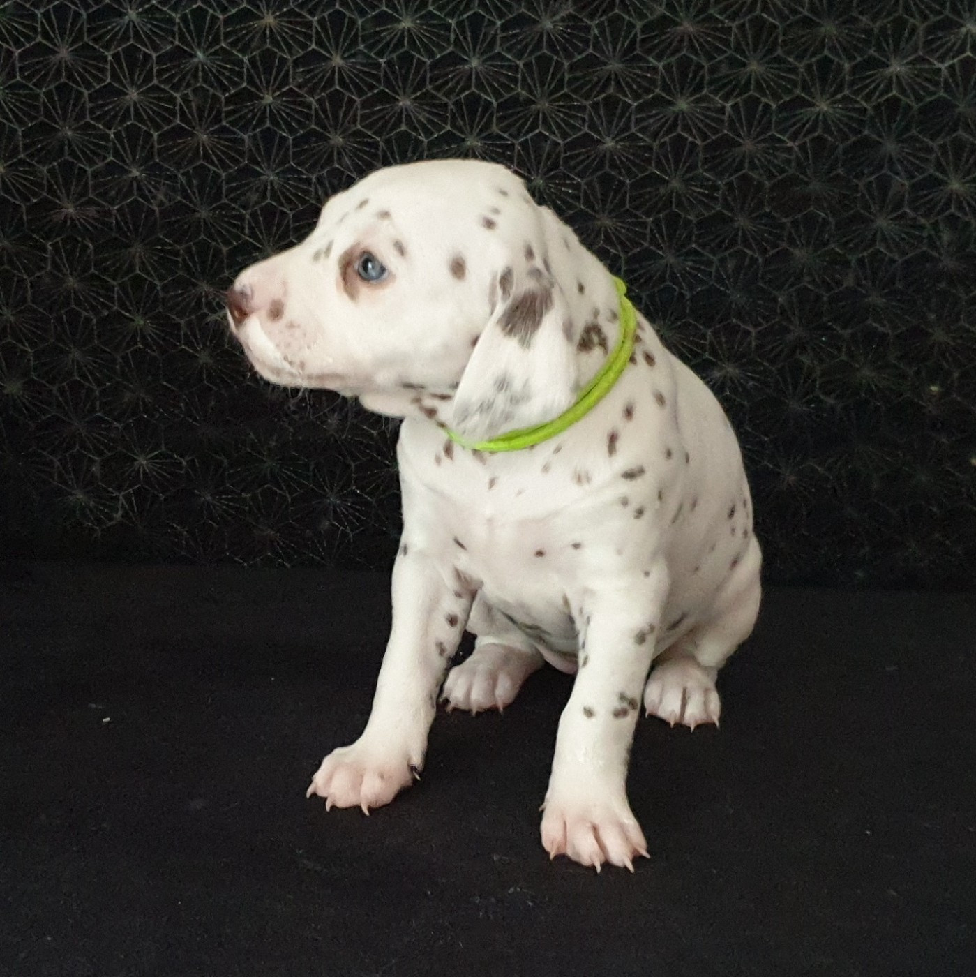 Des Quatre Korrigans - Chiots disponibles - Dalmatien