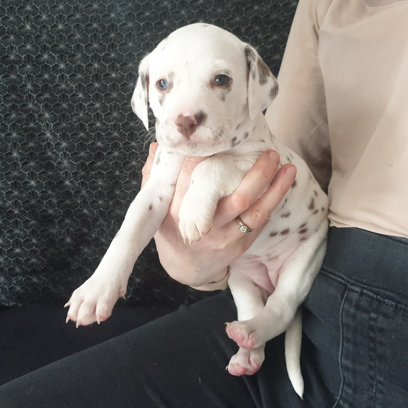 Des Quatre Korrigans - Chiots disponibles - Dalmatien