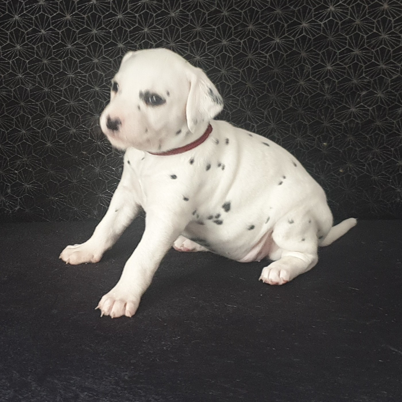Des Quatre Korrigans - Chiots disponibles - Dalmatien