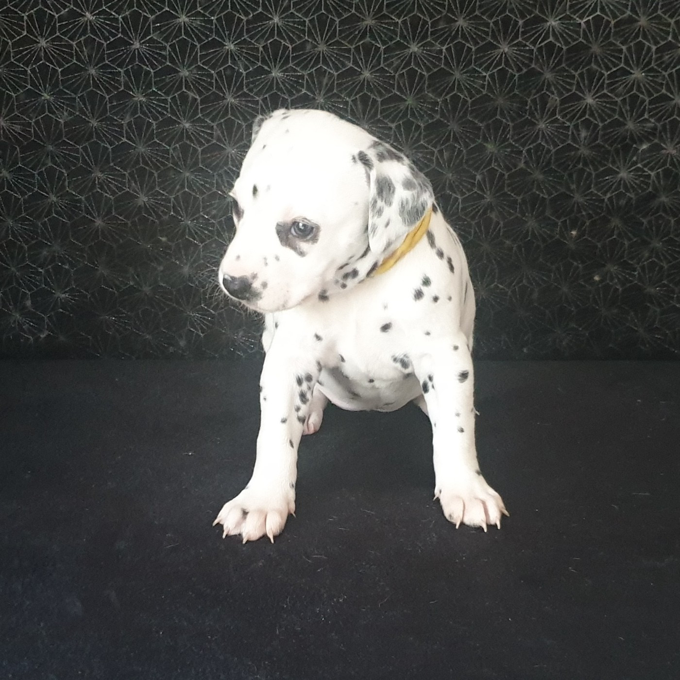 Des Quatre Korrigans - Chiots disponibles - Dalmatien
