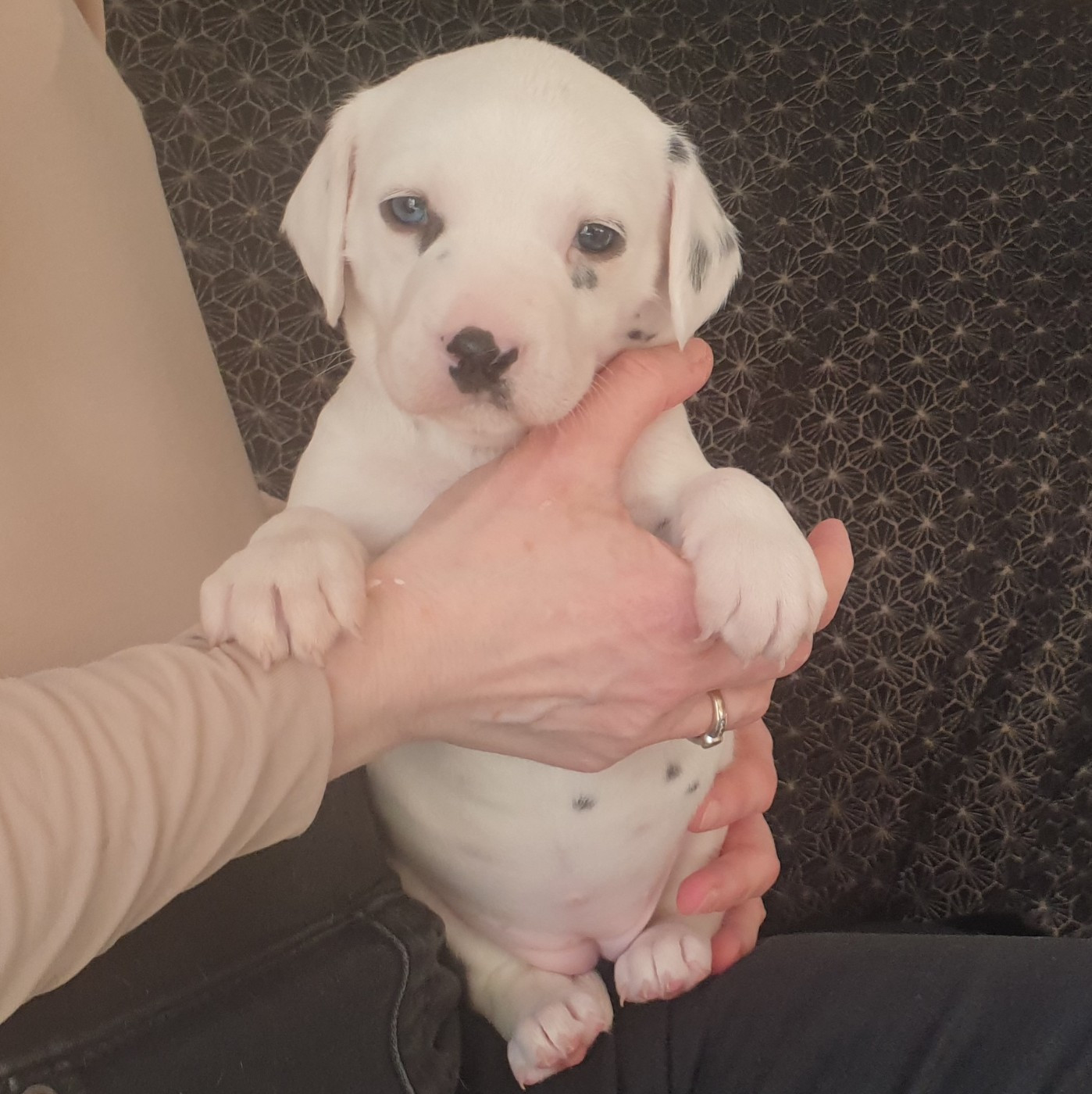 Des Quatre Korrigans - Chiots disponibles - Dalmatien