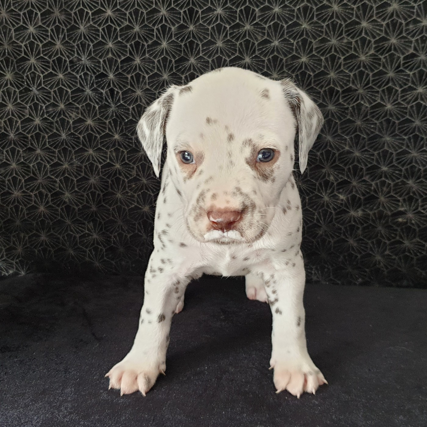 Des Quatre Korrigans - Chiots disponibles - Dalmatien