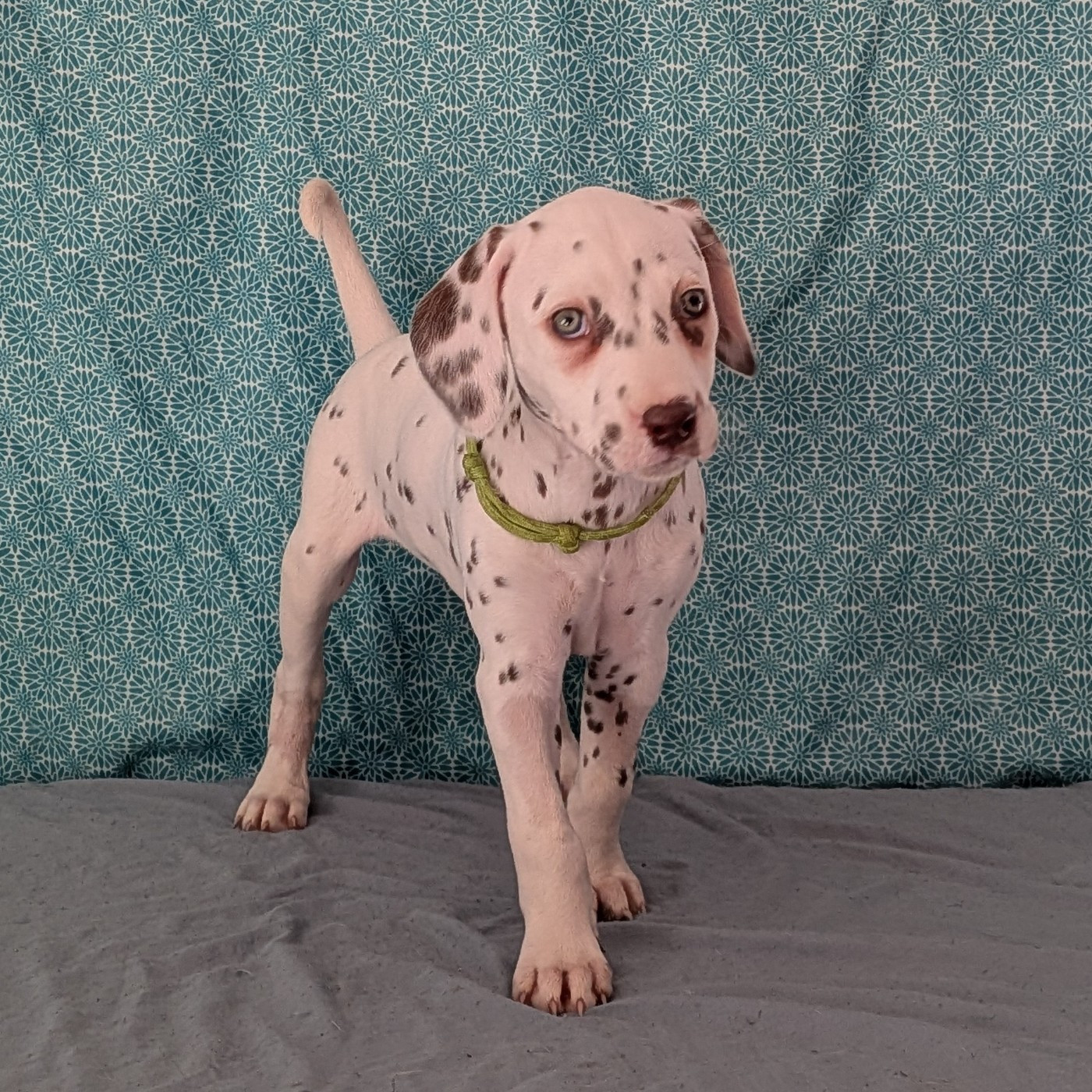 Des Quatre Korrigans - Chiots disponibles - Dalmatien