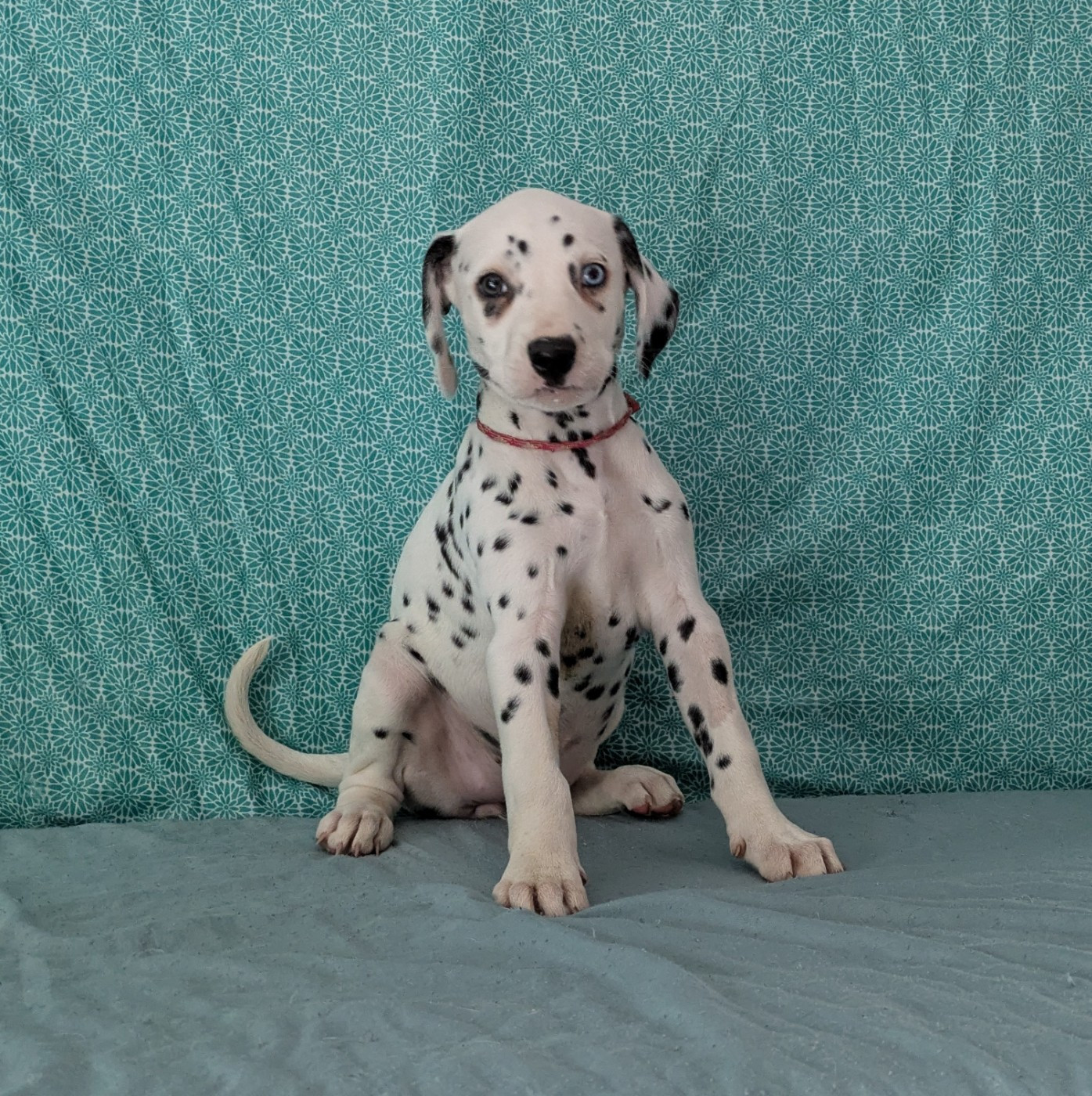 Des Quatre Korrigans - Chiots disponibles - Dalmatien