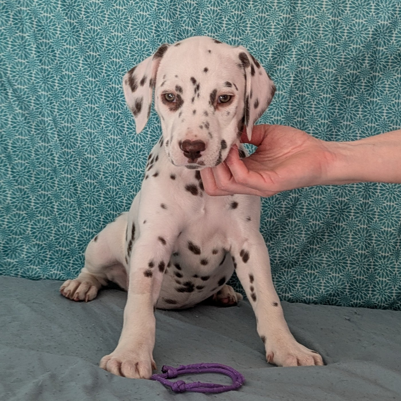 Des Quatre Korrigans - Chiots disponibles - Dalmatien