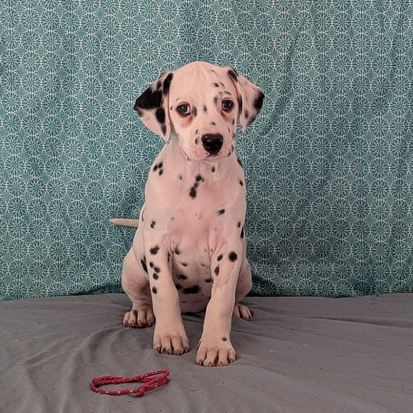 Des Quatre Korrigans - Chiots disponibles - Dalmatien