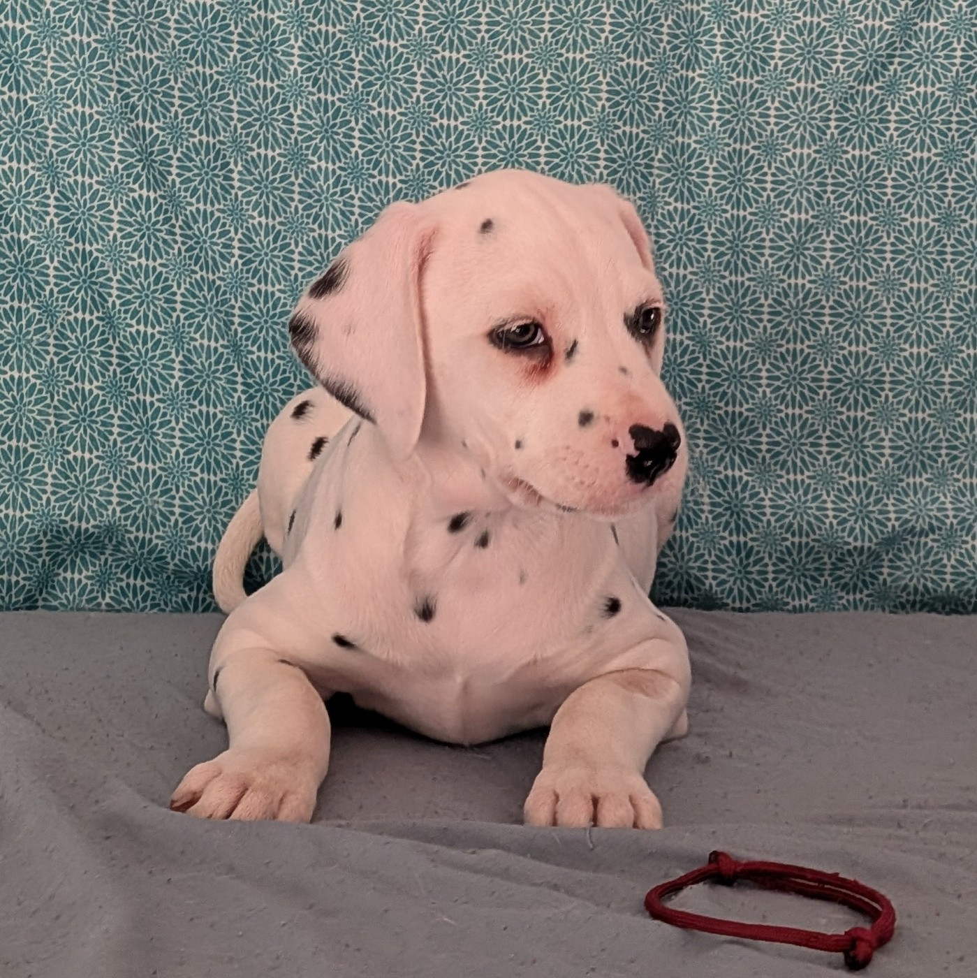 Des Quatre Korrigans - Chiots disponibles - Dalmatien