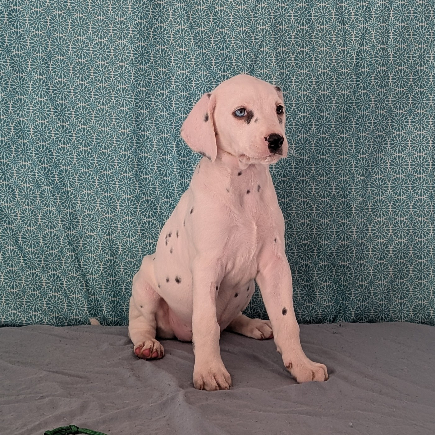 Des Quatre Korrigans - Chiots disponibles - Dalmatien