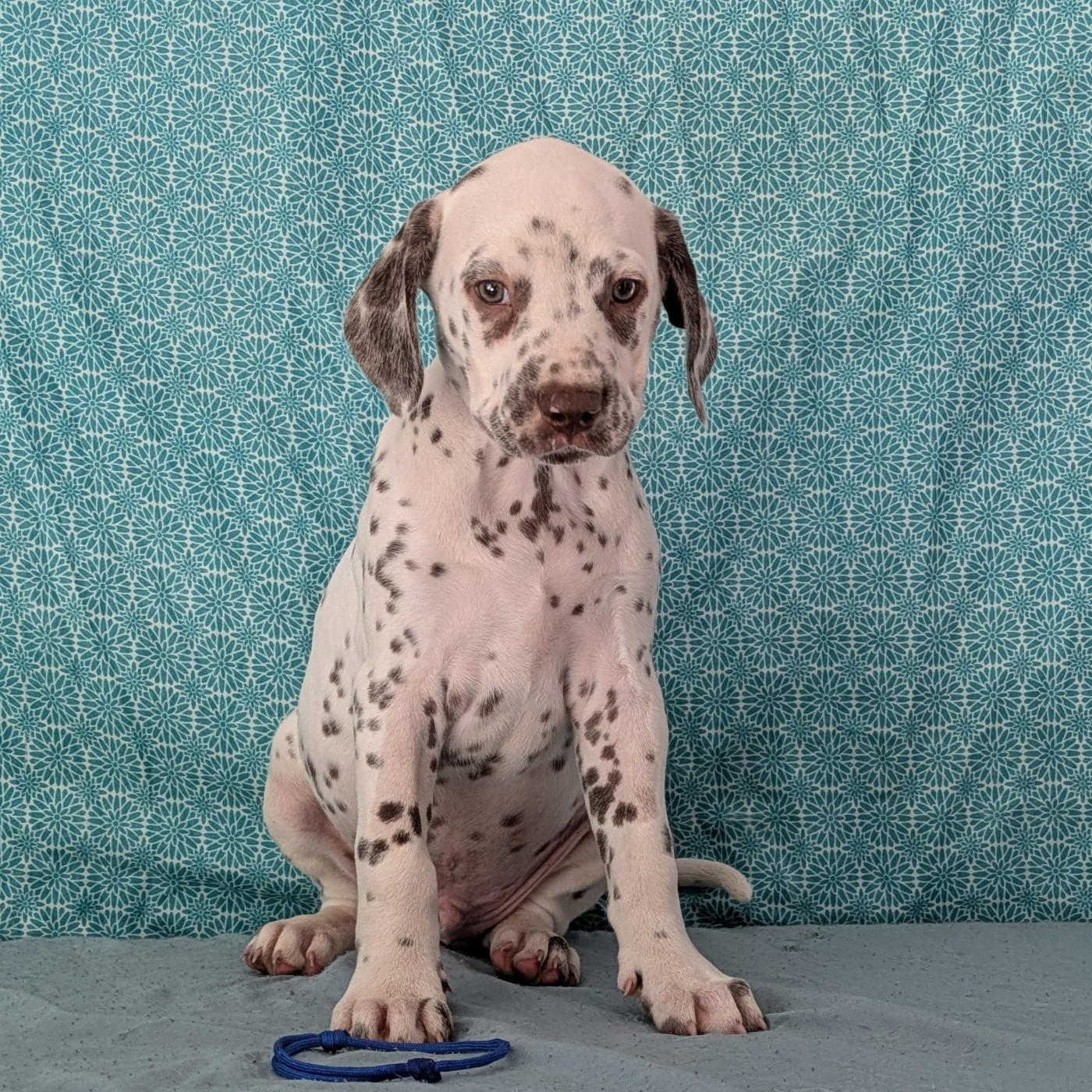 Des Quatre Korrigans - Chiots disponibles - Dalmatien