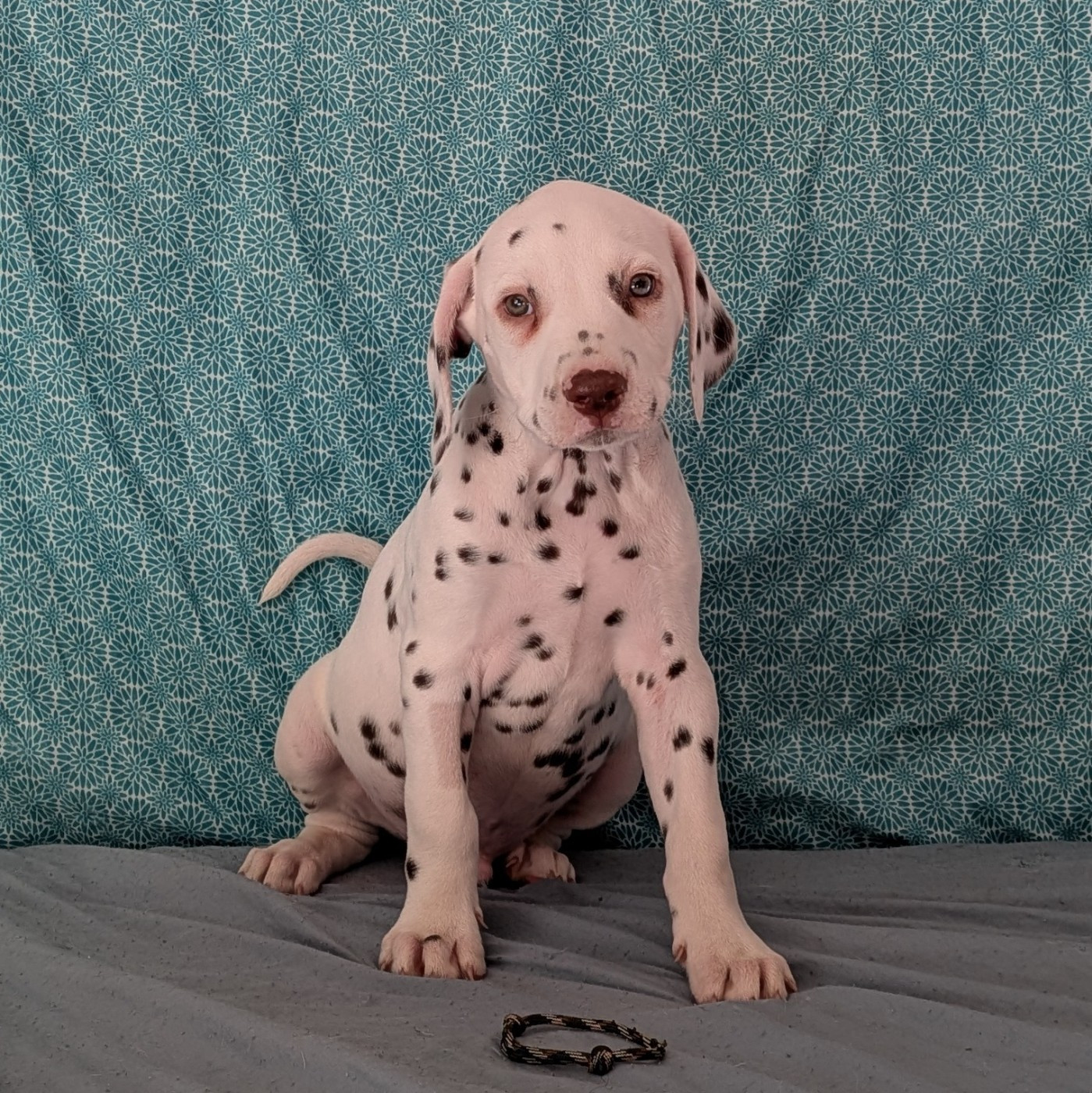 Des Quatre Korrigans - Chiots disponibles - Dalmatien