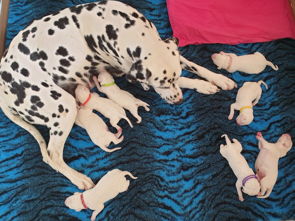 Des Quatre Korrigans - Dalmatien - Portée née le 14/05/2021